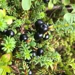 Empetrum nigrum Fruto