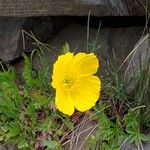 Papaver lapponicum Flower