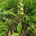 Platanthera chlorantha Hàbitat