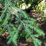 Tsuga canadensis Levél