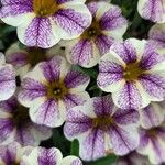 Calibrachoa parvifloraЦвят