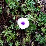 Ipomoea cairica Habitus