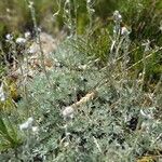 Artemisia glacialis List