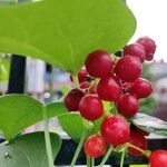 Tinospora cordifolia Fruit