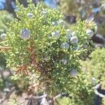 Juniperus californica List