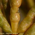 Salicornia stricta その他の提案