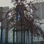 Malus floribunda عادت داشتن