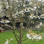 Malus domestica ᱛᱟᱦᱮᱸ