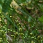 Thesium rostratum Fruit