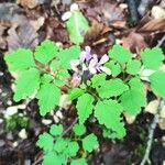 Cardamine chelidonia 葉