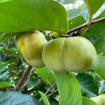Diospyros virginiana Fruto