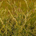 Verbena urticifolia 花