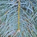 Abies concolor Liść