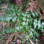 Mahonia aquifoliumFolio