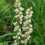 Goodyera tesselata