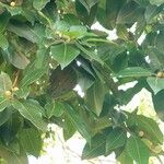 Brosimum alicastrum Fuelha