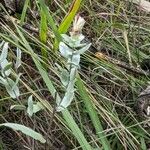 Symphyotrichum sericeum Blad