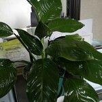 Spathiphyllum floribundum Folha