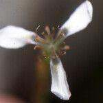 Moraea natalensis Blomst