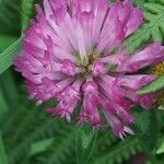 Trifolium medium Blüte