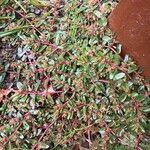 Euphorbia maculata पत्ता