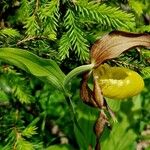 Cypripedium calceolus Květ