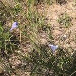 Wahlenbergia stricta Blüte