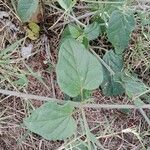 Commicarpus plumbagineus Blatt