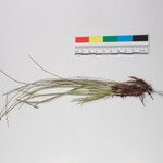 Carex esenbeckii 其他