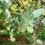 Eucalyptus subcrenulata Liść