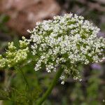 Oenanthe sarmentosa Flower