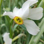 Narcissus poeticus फूल