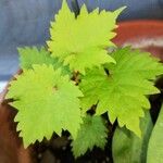 Vitis rotundifolia List