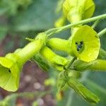 Nicotiana rustica 花