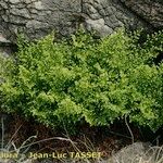 Asplenium cuneifolium Plante entière