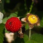 Rubus illecebrosus Fruit