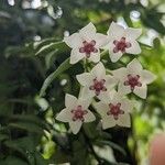 Hoya lanceolata Кветка