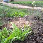 Nothoscordum gracile 形態