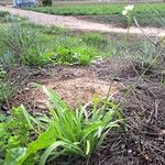 Nothoscordum gracile Habit