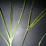 Paspalum notatum List