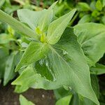 Valeriana rubra Leaf