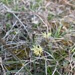 Carex humilis फूल