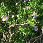 Felicia fruticosa Flor