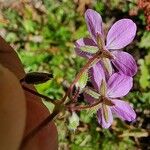 Erodium cicutarium Flor