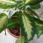 Dieffenbachia seguine葉