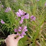 Physostegia virginianaFlower