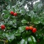 Murraya paniculata Fruit