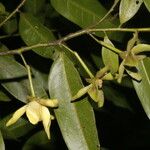 Guatteria dolichopoda Fruit