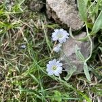 Cerastium alpinum 花