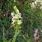 Dactylorhiza insularis Flower